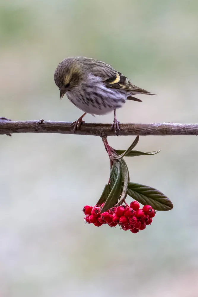 Galimberti, Marco: Siskin