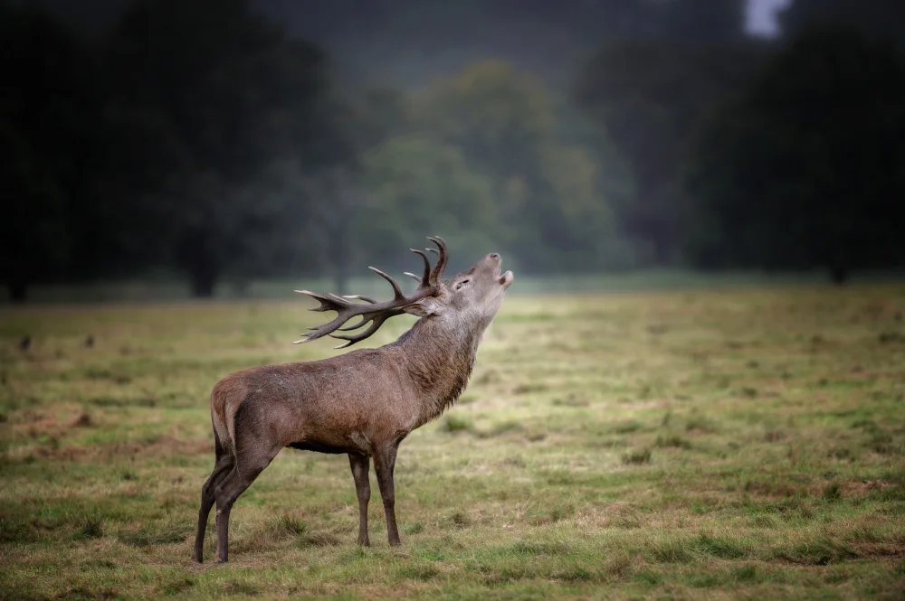 Andrei, Remus Stefan: Wildness is beautiful