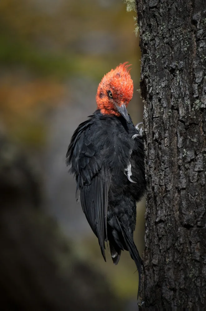 Li, Alex: A woodpecker  with attitude