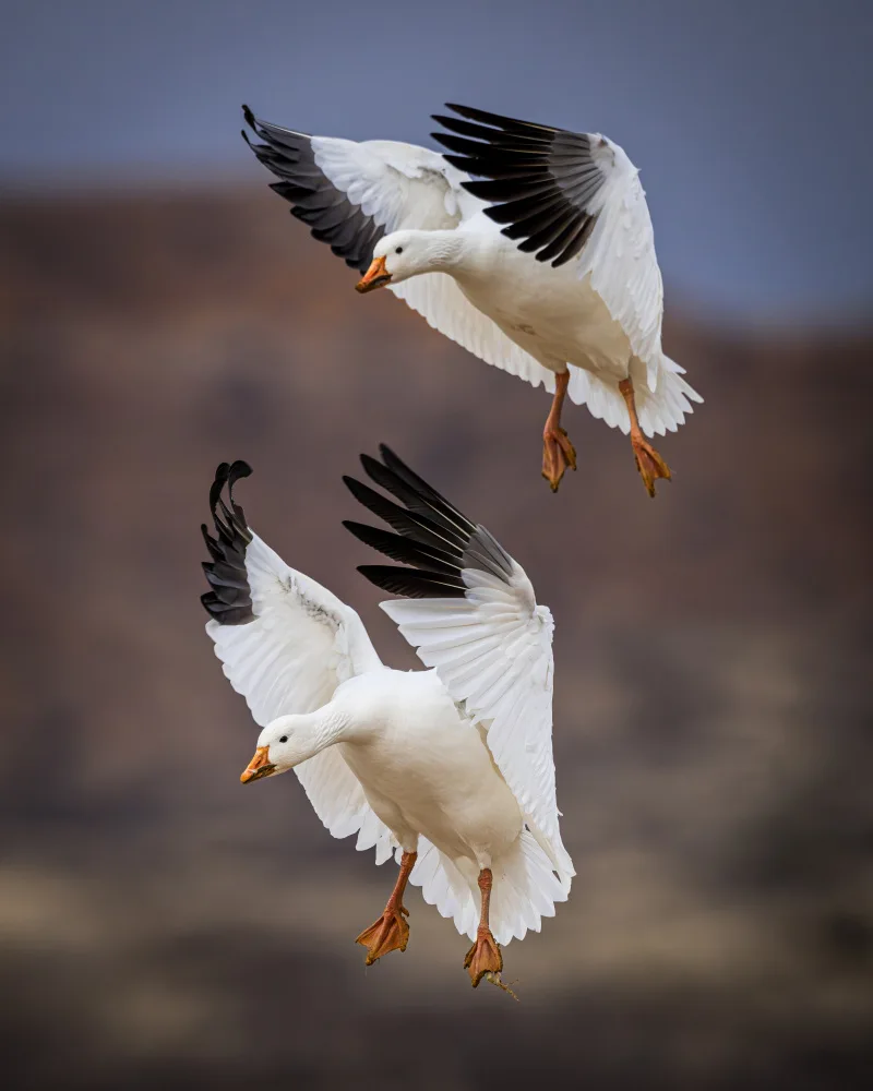 Li, Wanghan: Snow Geese Landing - Bosque del Apache National Wildlife Refuge, NM
