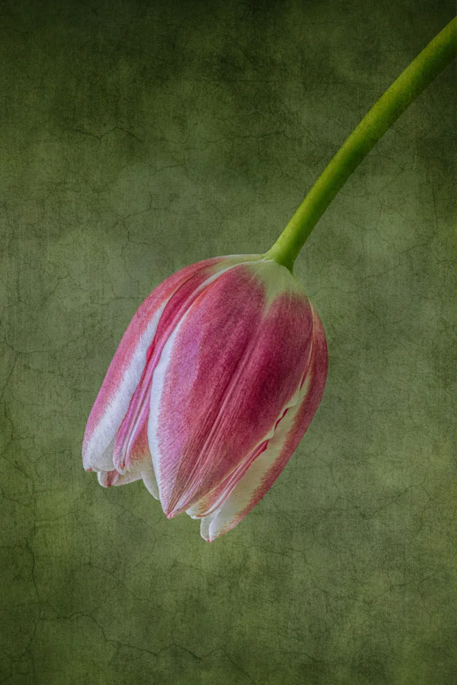 Zhang, Lisa: Tulipe rouge vif
