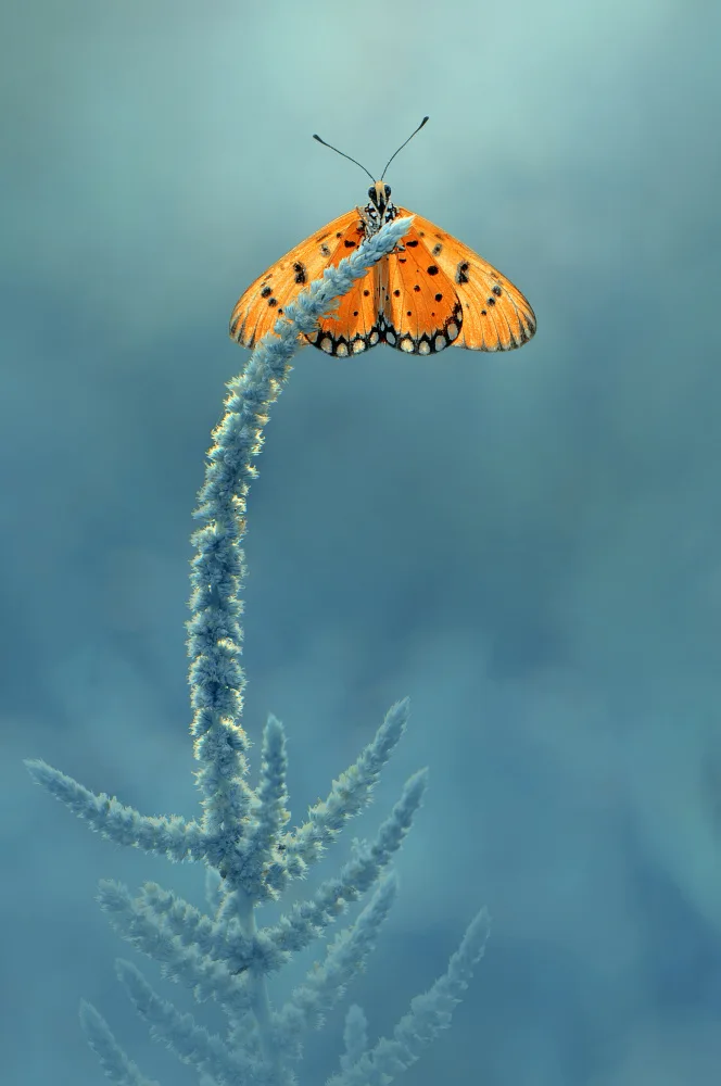 Pamungkas, Edy: Mariposa en la cima