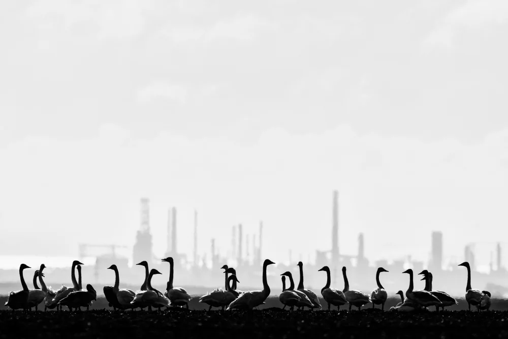Baltariu, Adrian: Whooper swans