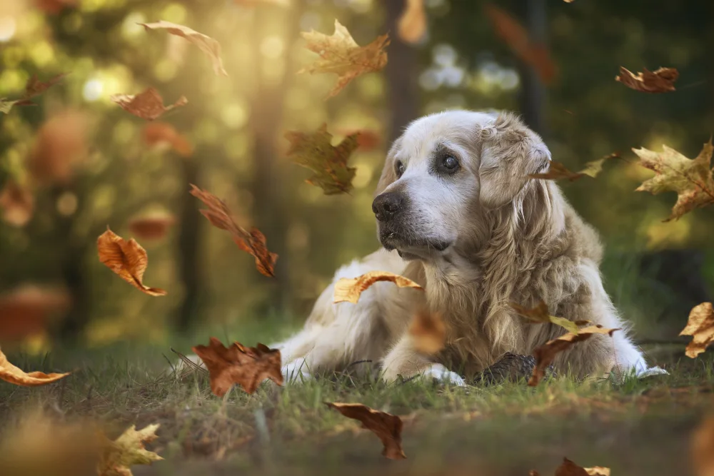 Pérez, Patxi: Goodbye my faithful friend!!!