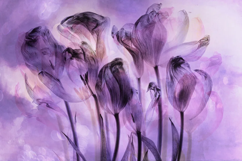 Lee, van Hilda: fantasia di tulipani