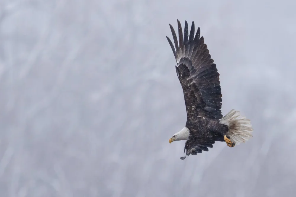 Fan, John: Bald Eagle in the Snow