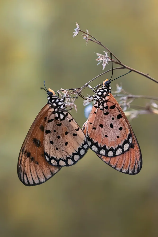 Winda, Wahyu: Mating moment of butterflies