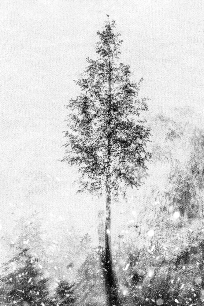 Imaginative: Gewebte Naturträume in Schwarz und Weiß