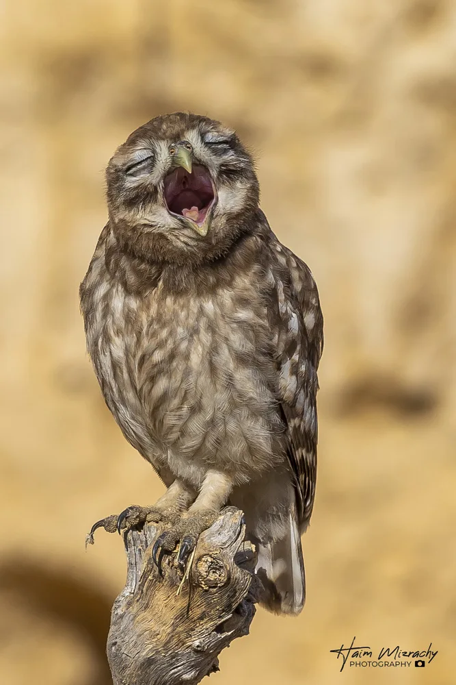 Mizrachy, Haim: LITTLE OWL  YAWNING