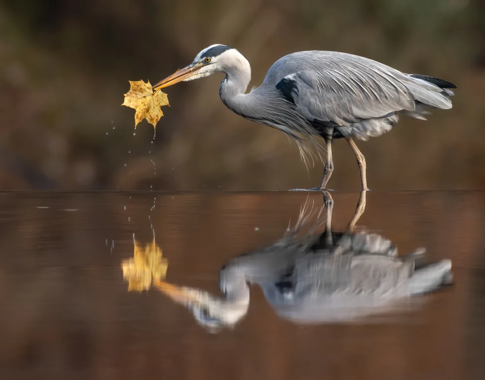 Bratila, Petrica: Grey heron saying goodbye to autumn