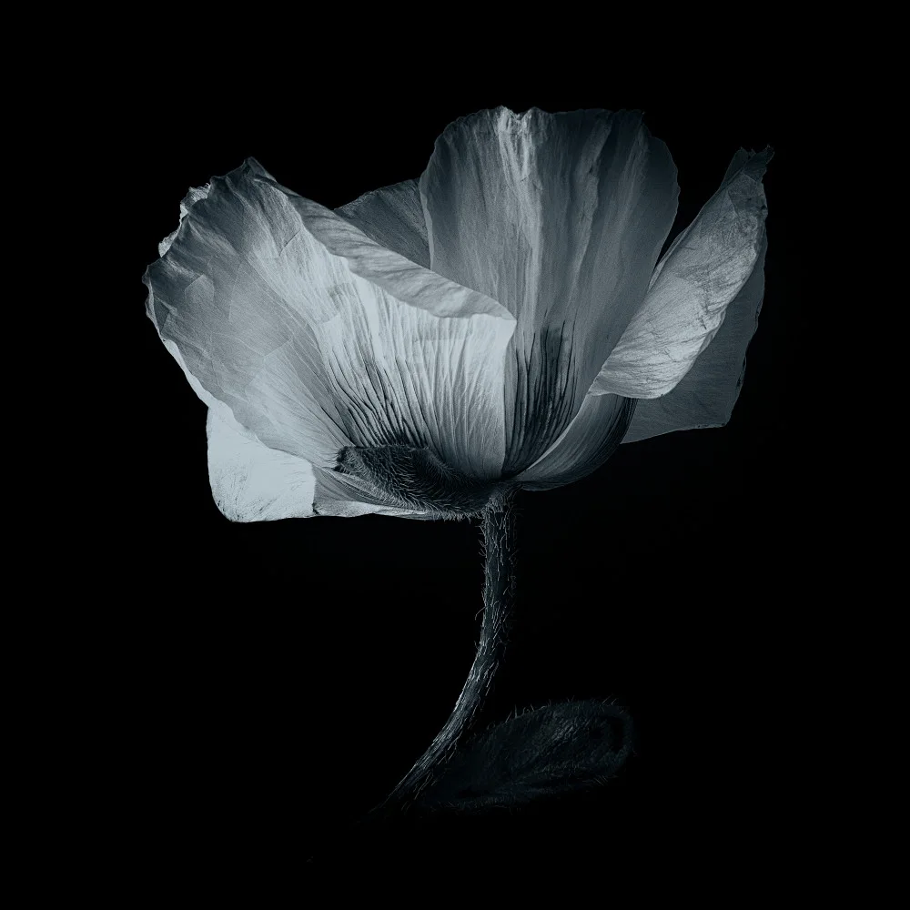 Myles, Penny: Papaver
