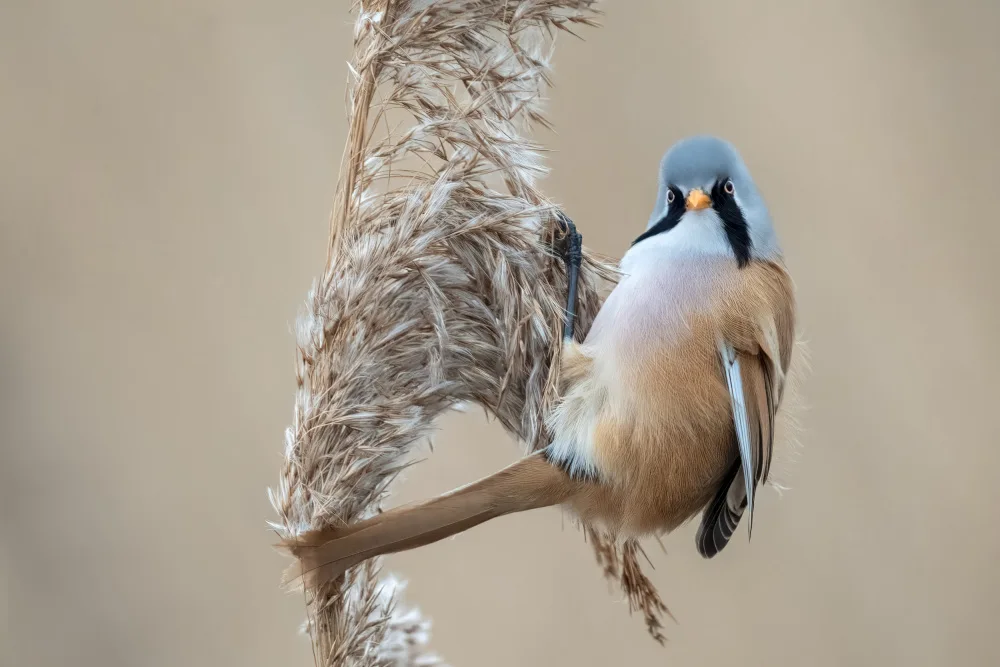 Helsen, Eddy: Bearded tit