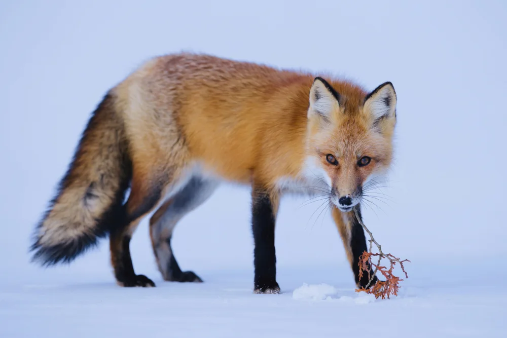 Lam, Gavin: The Fox