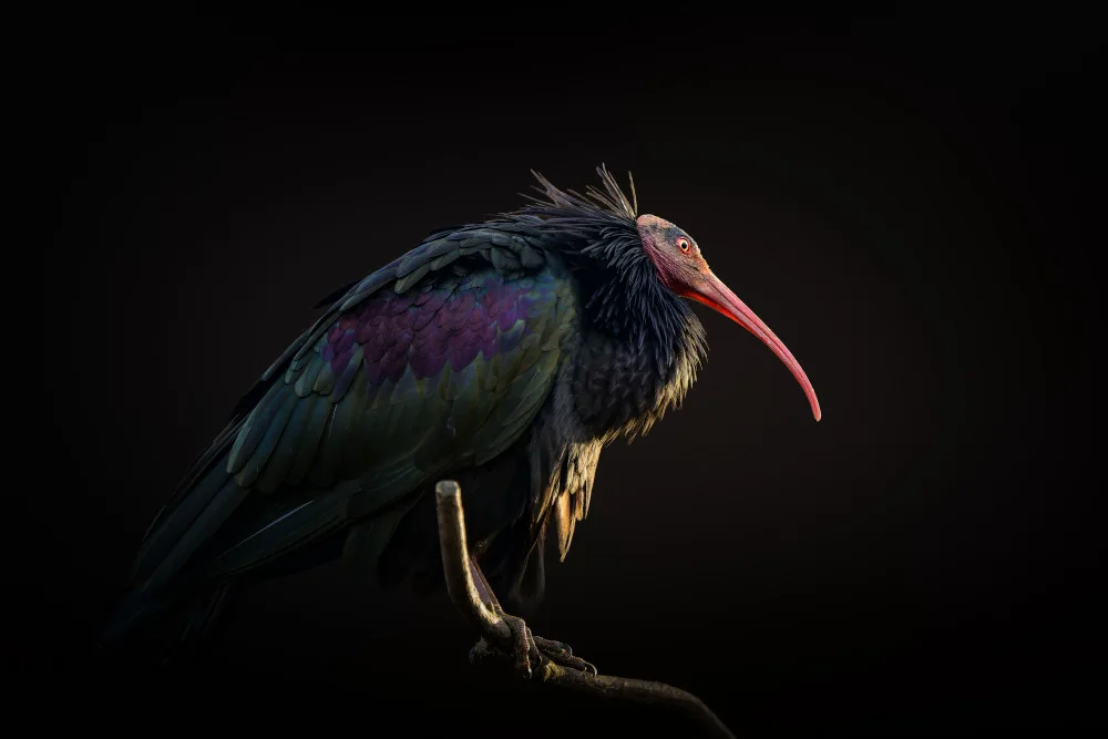 Jealousy: Red-cheeked Ibis 2