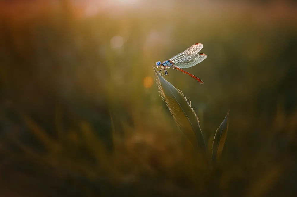Pamungkas, Edy: Damselfly