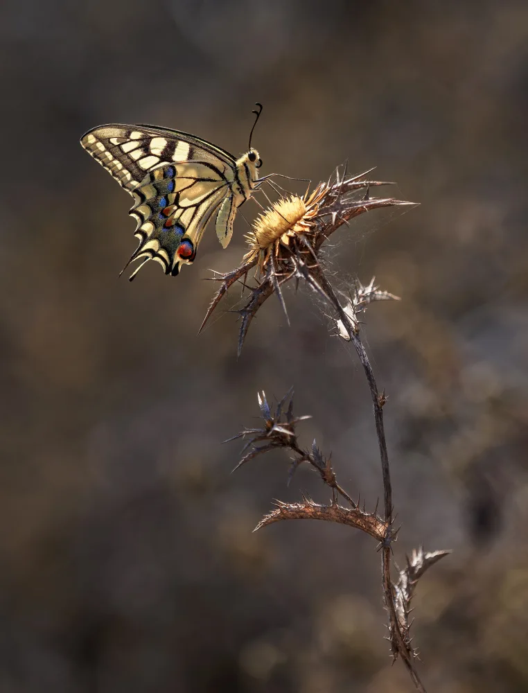 Gurzhuyenko, Iryna: The glowing machaon