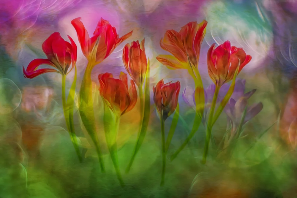 Lee, van Hilda: messaggeri della primavera