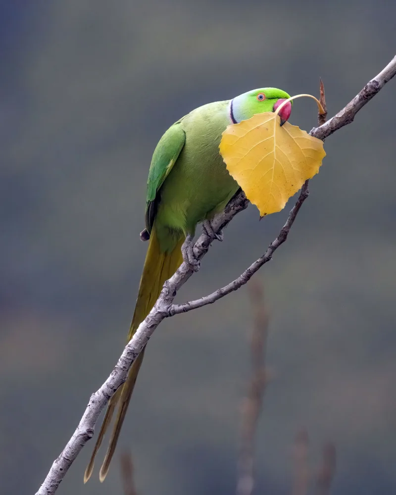Singh, Navjot: rose ringed parakeet