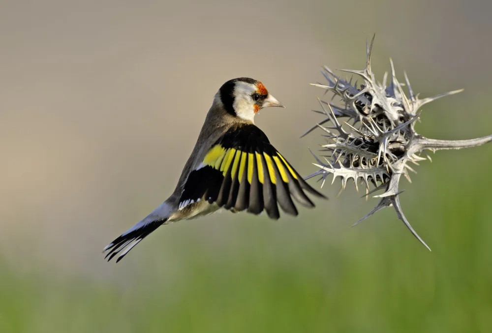 Waldmann, Shlomo: Goldfinch and some pins