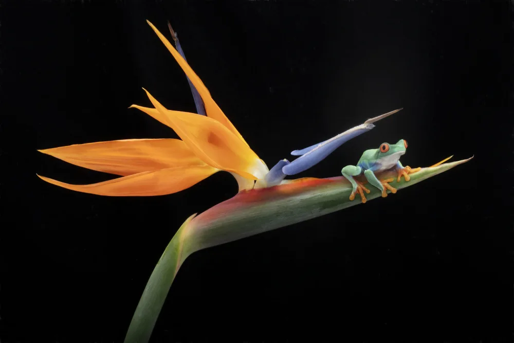 Lester, D Linda: Red Eyed Tree Frog on Bird of Paradise