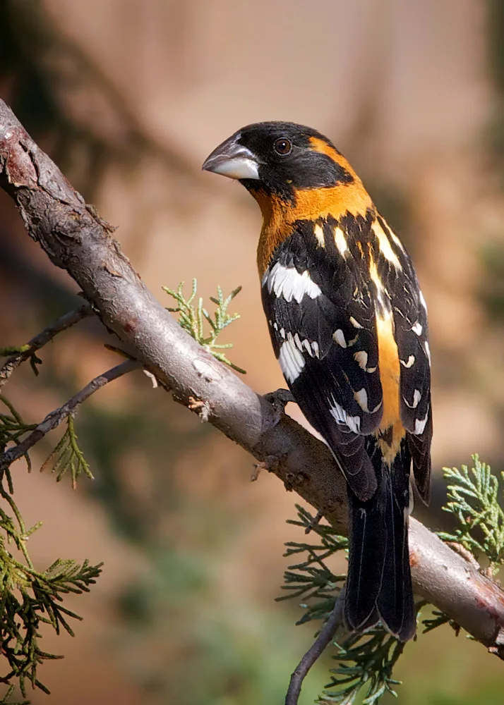 Verdon: Black-headed Grosbeak / male