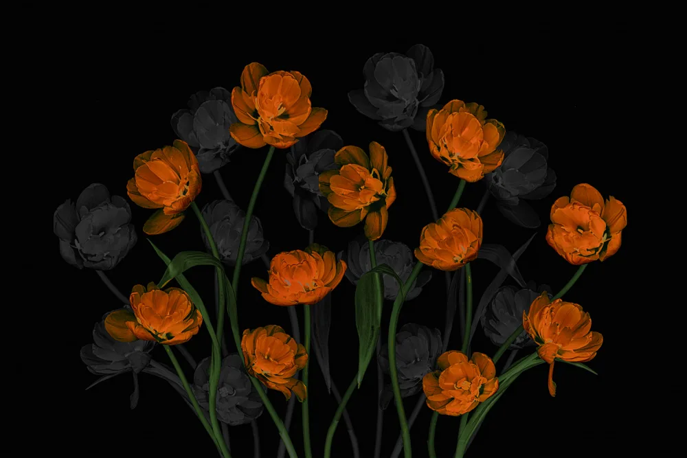 Jacobs, Lydia: Anmutige orangefarbene Tulpen