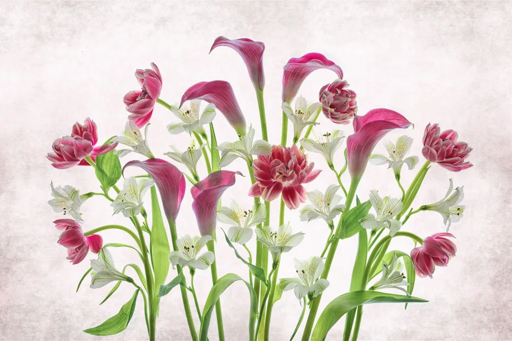 Jacobs, Lydia: Calla-lily & Tulip & Peruvian-li