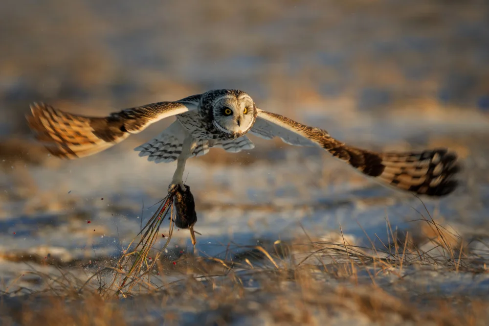 Wang, Max: Short-eared Owl