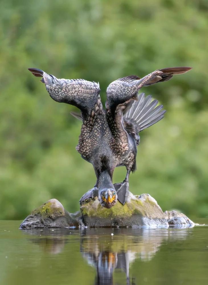 Bratila, Petrica: Great cormorant