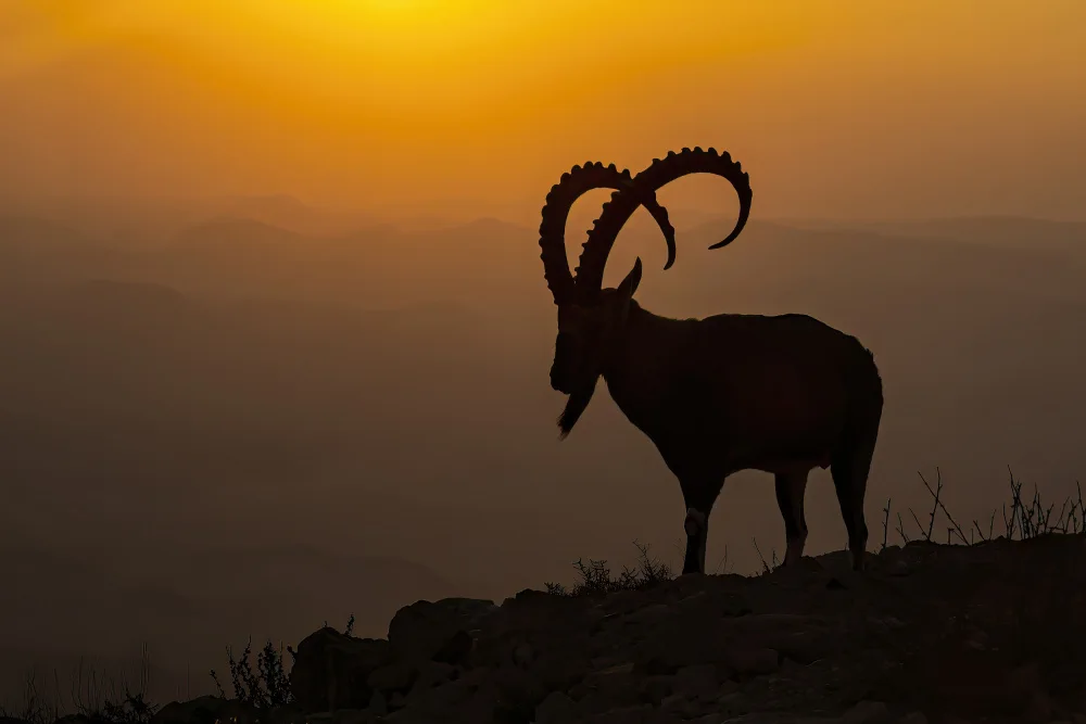 Halfi, David: Sunrise above Ramon Crater
