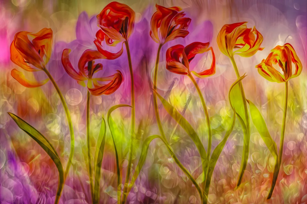 Lee, van Hilda: festa dei tulipani