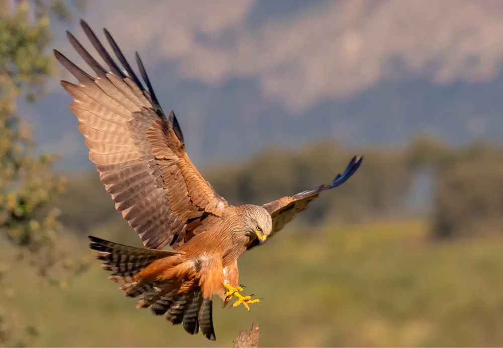 Haenen, Jeke: Red Kite