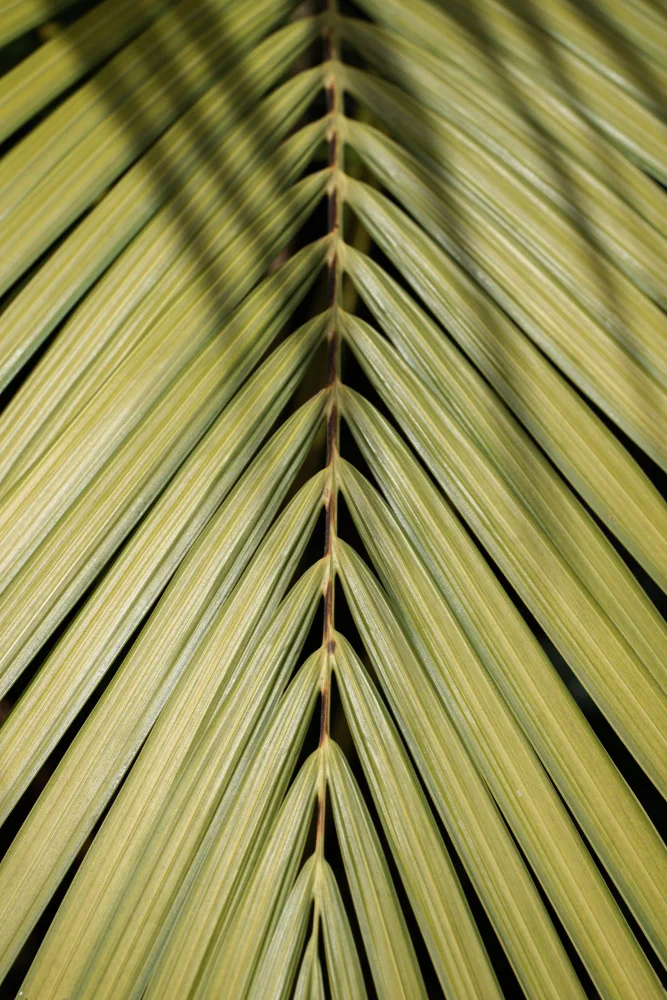 Schenk, Henrike: Tropical Leaf
