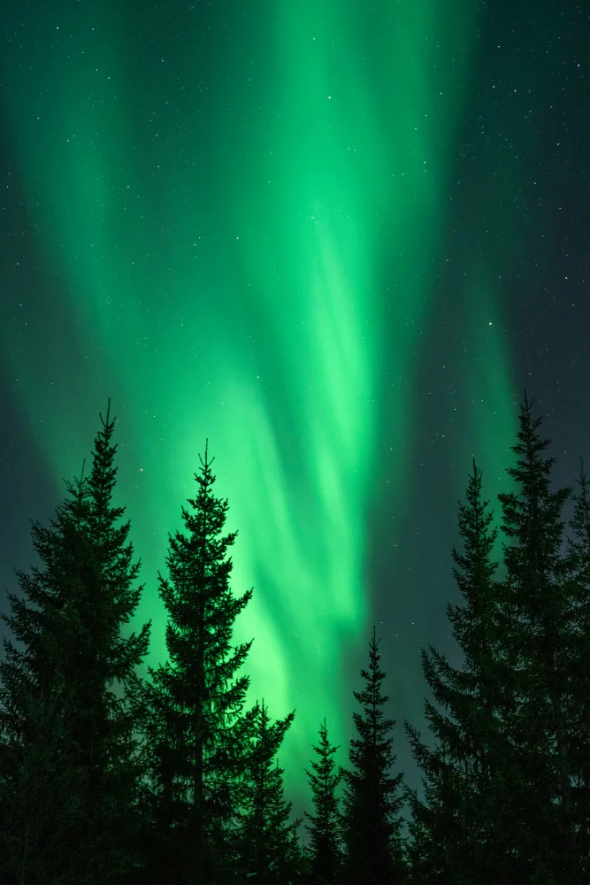 Schenk, Henrike: Northern Lights in the Woods