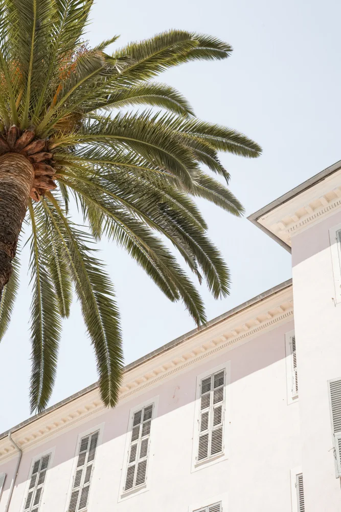 Schenk, Henrike: Mentone tropicale