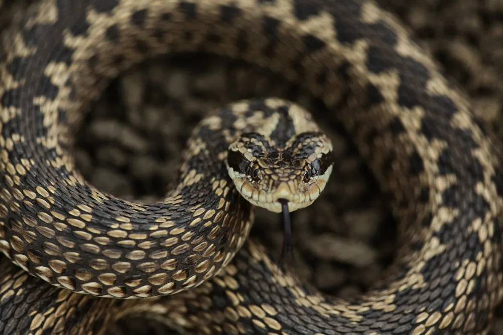 Baltariu, Adrian: Coiled