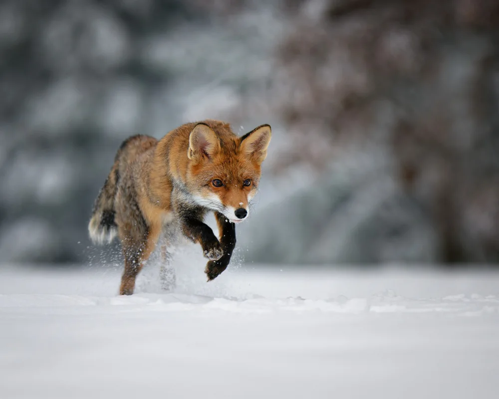 Firešová, Michaela: Winter pursuit