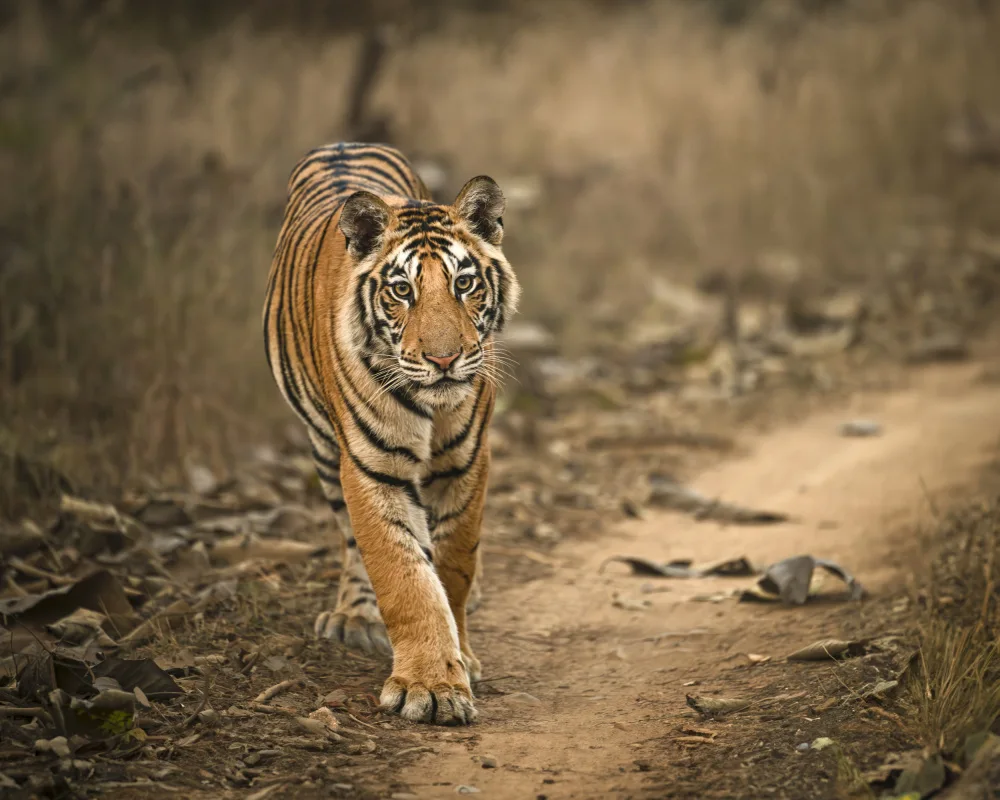 Simhan, Nara: Tiger Cub