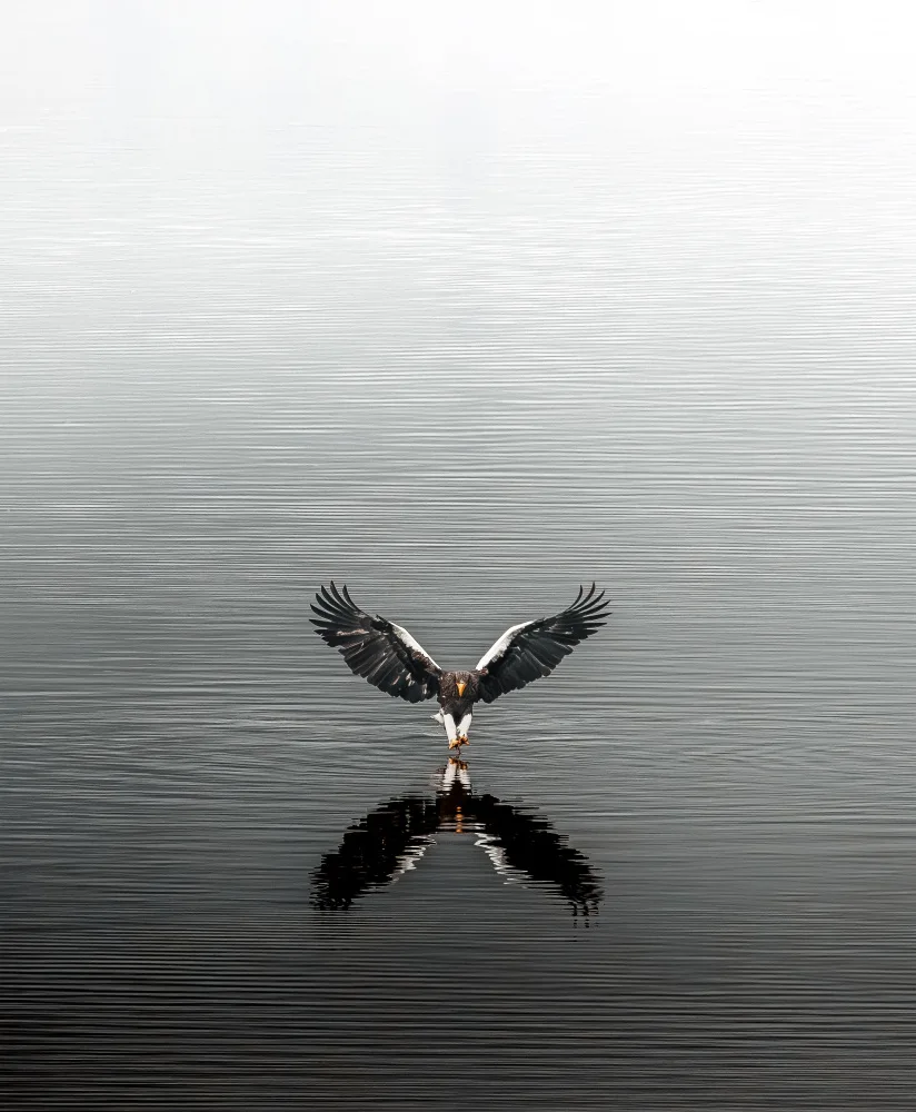Higuchi, Daisuke: King of the Lake