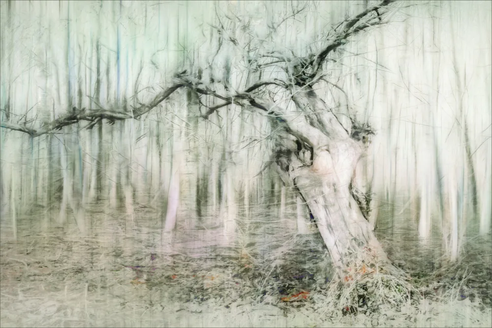 Claes, Gilbert: Arbre primordial
