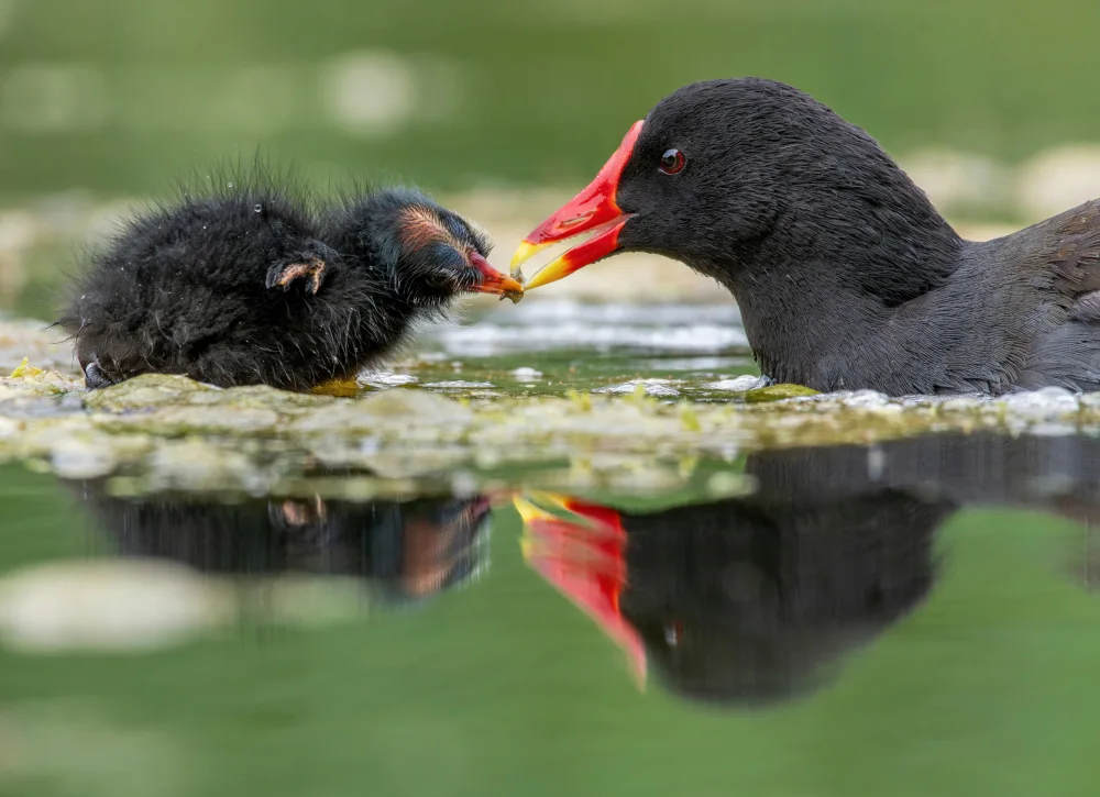 Bratila, Petrica: Feeding time