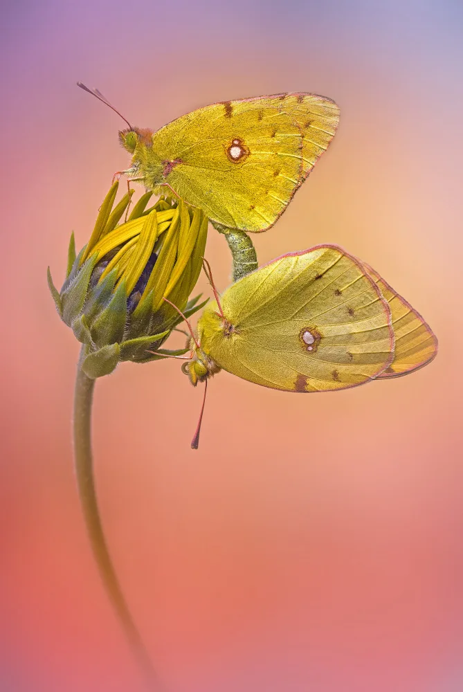 Daminelli, Fabrizio: colias croceus