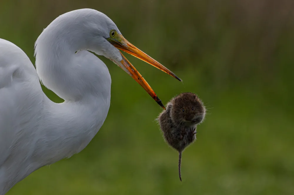 Huang, Johnson: Look at vole’s sad eyes