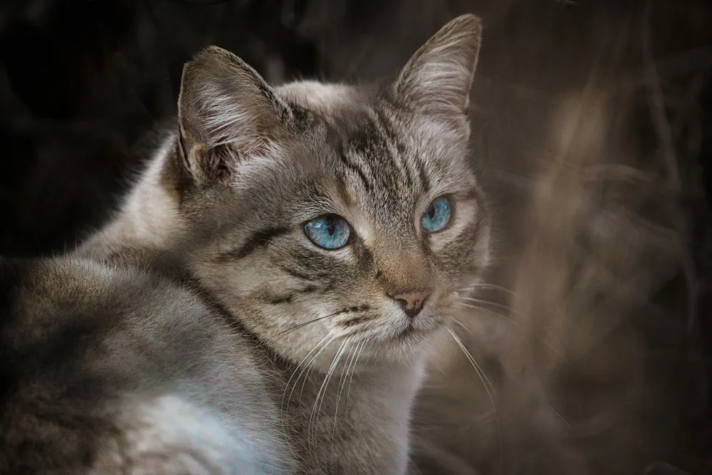 Martínez, Ammouneh Taufik: Wild cat