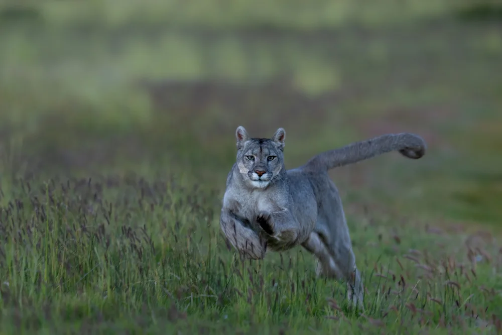 Dhesi, Rajat: Puma sprintet