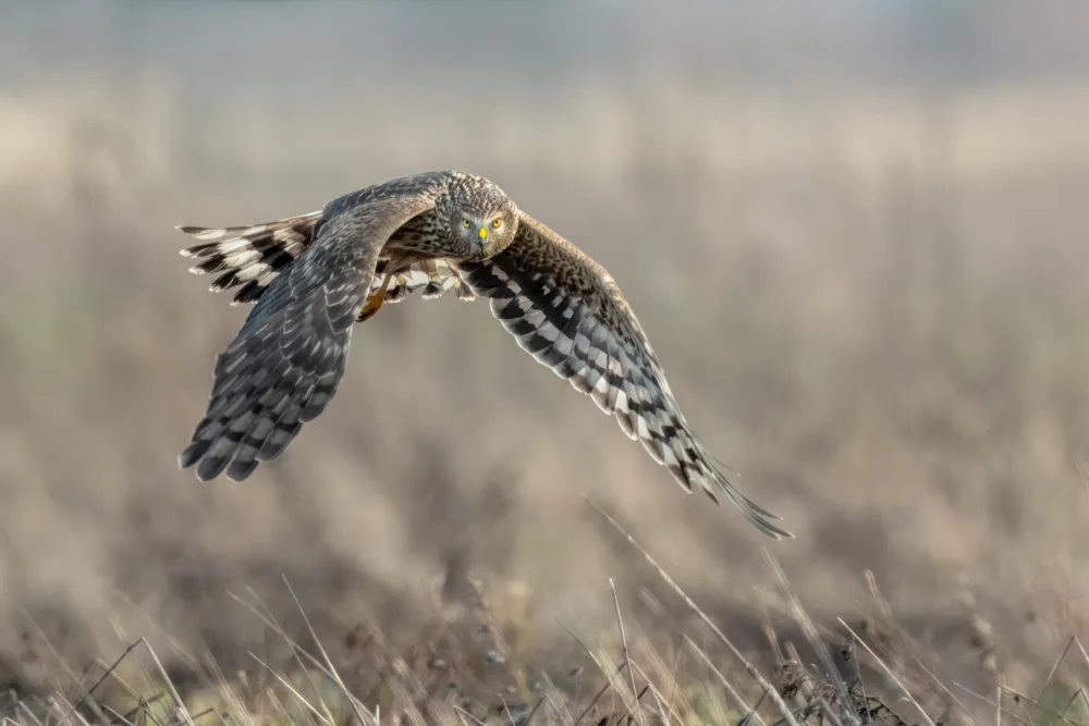 Helsen, Eddy: Hen Harrier