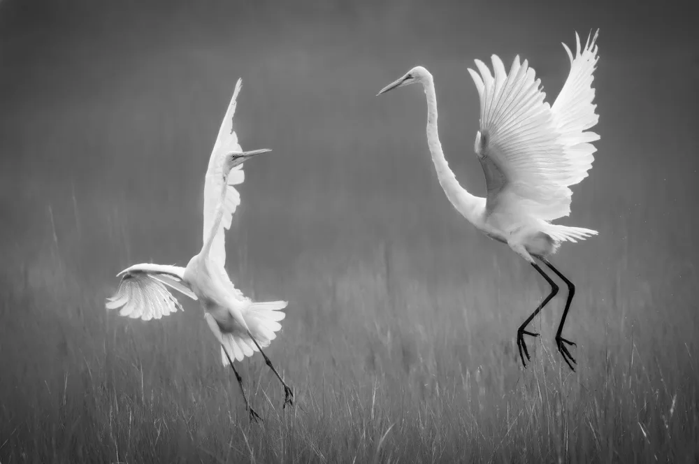 Tian, Xiaobing: Dance
