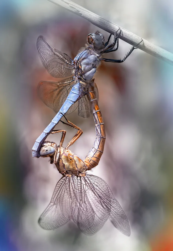 Daminelli, Fabrizio: Orthetrum brunneum - páření