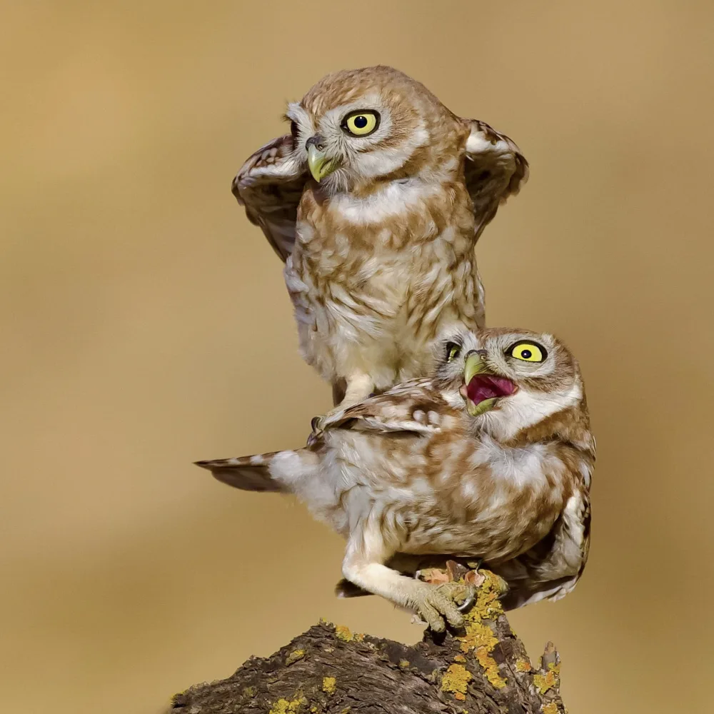 Manusevich, David: Little owl