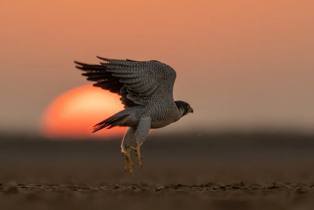 Nagpal, Manish: Taking off into the sunset